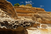 Tasmania - Maria Island o6459